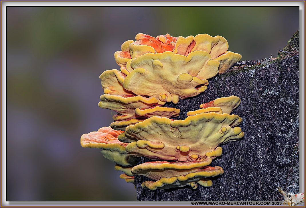 Polypore soufré